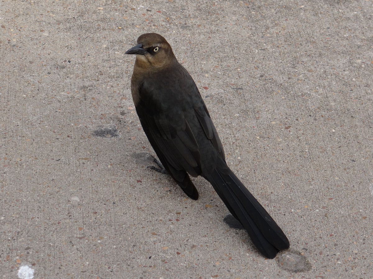 Great-tailed Grackle - ML131662631