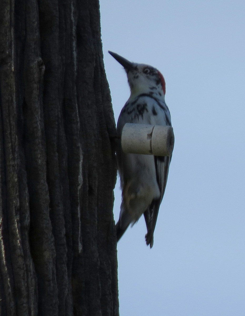 Acorn Woodpecker - ML131663331