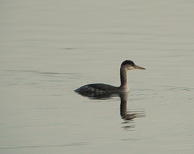 Red-necked Grebe - ML131664291