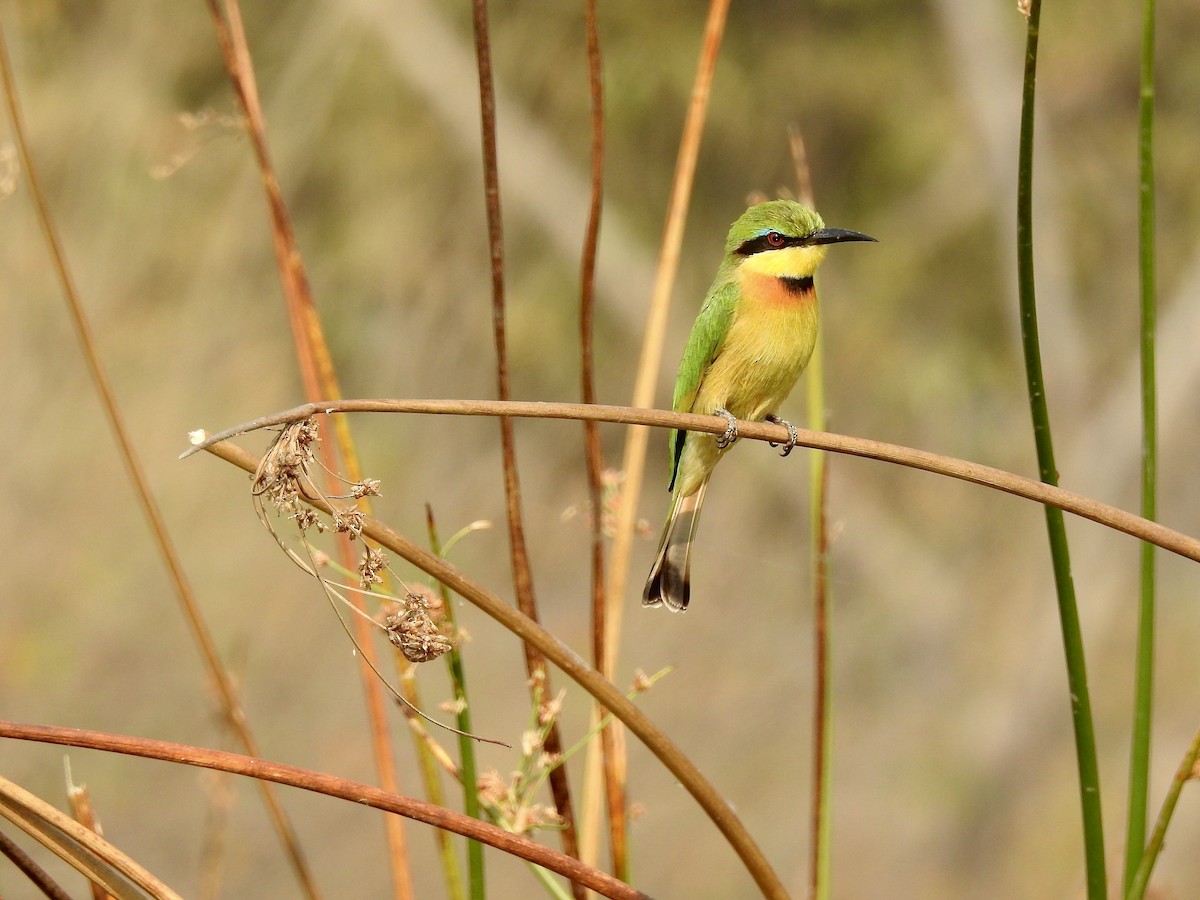 Little Bee-eater - ML131669661