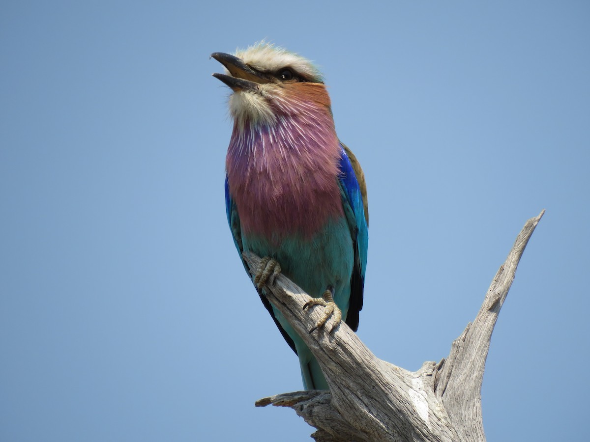 Lilac-breasted Roller - ML131670281
