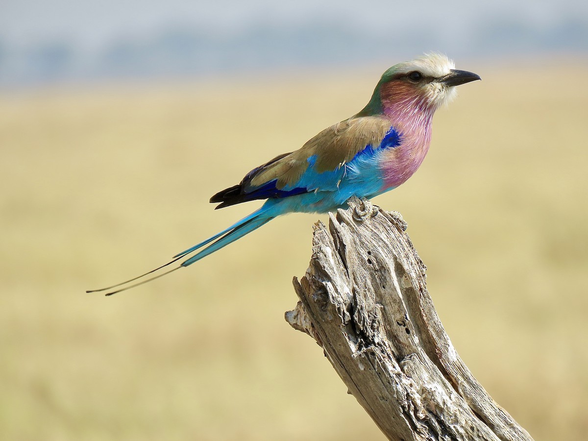 Lilac-breasted Roller - ML131670421