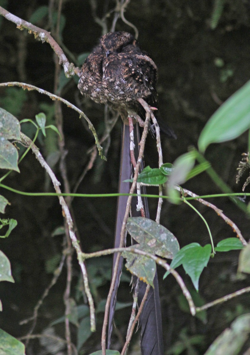 Lyre-tailed Nightjar - Larry Sirvio