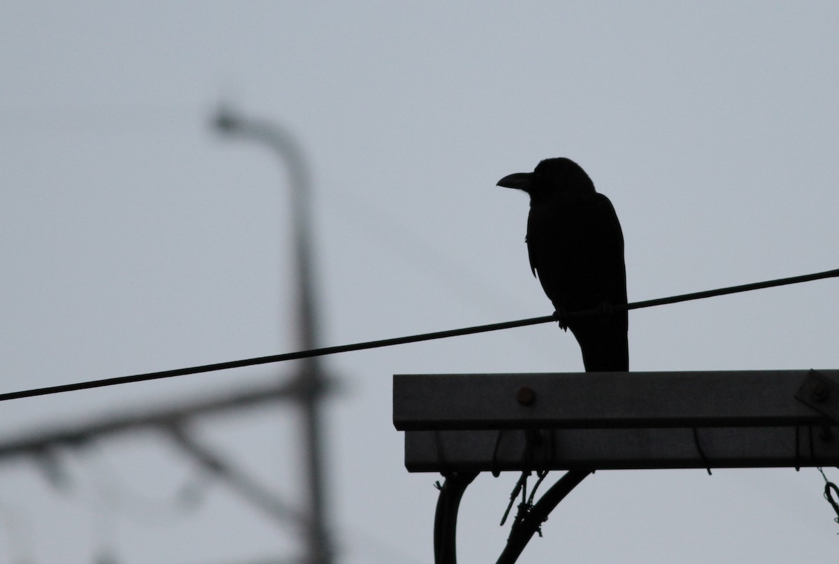 Large-billed Crow (Large-billed) - Marshall Iliff