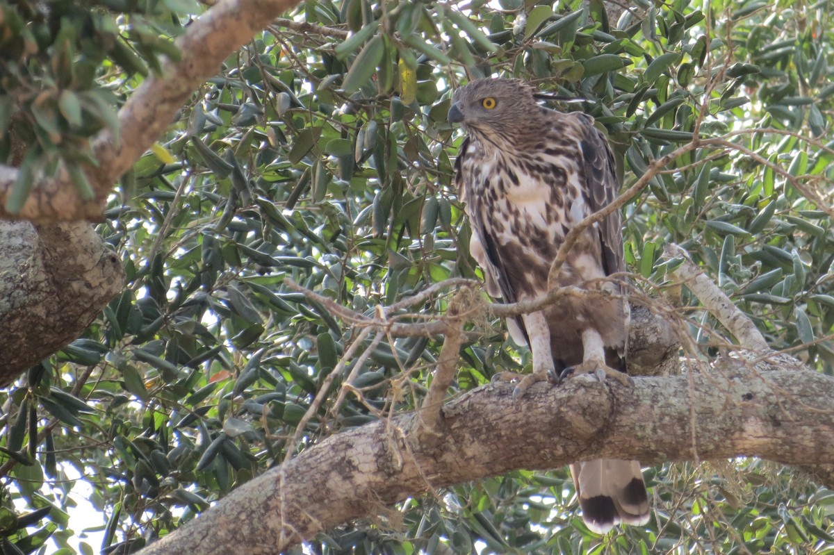 Changeable Hawk-Eagle (Crested) - ML131676921