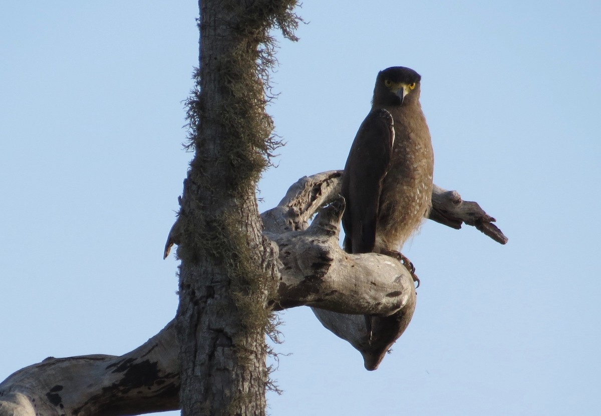 Crested Serpent-Eagle - ML131678141