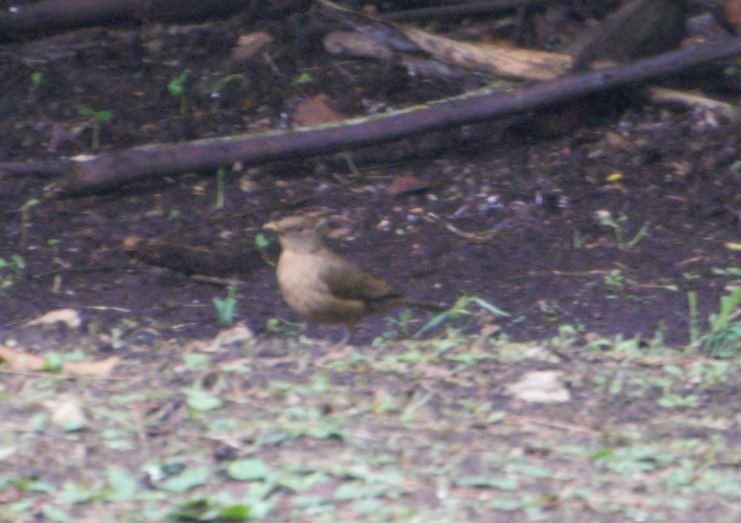 Clay-colored Thrush - Richard Coyle