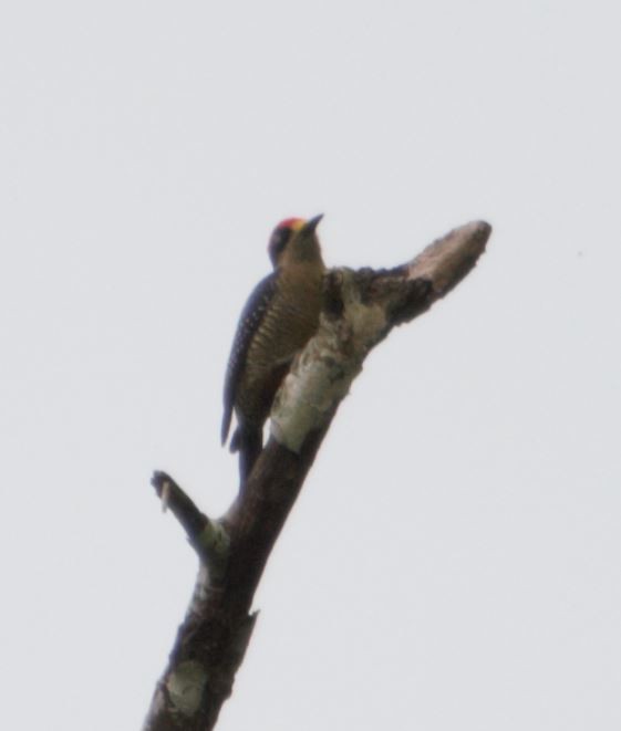 Black-cheeked Woodpecker - Richard Coyle
