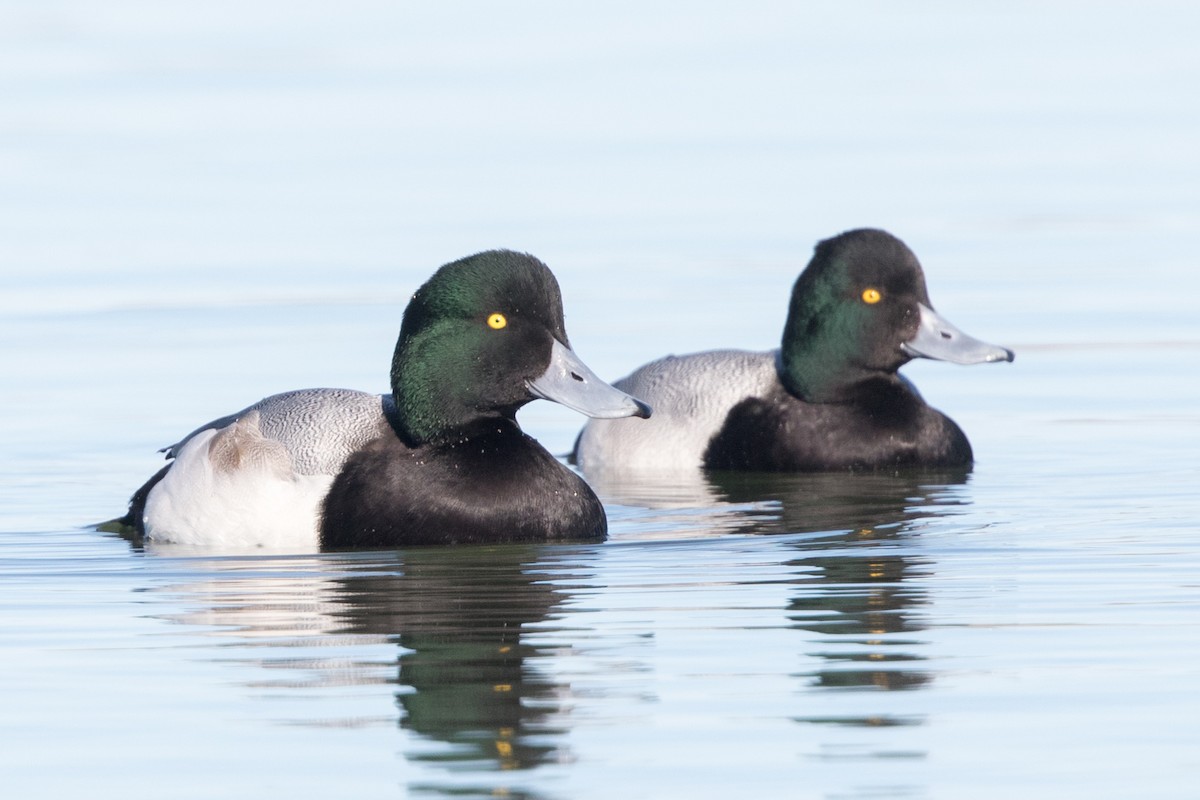 Greater Scaup - ML131679471
