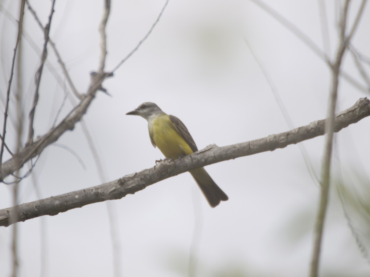 Couch's Kingbird - Erik Atwell
