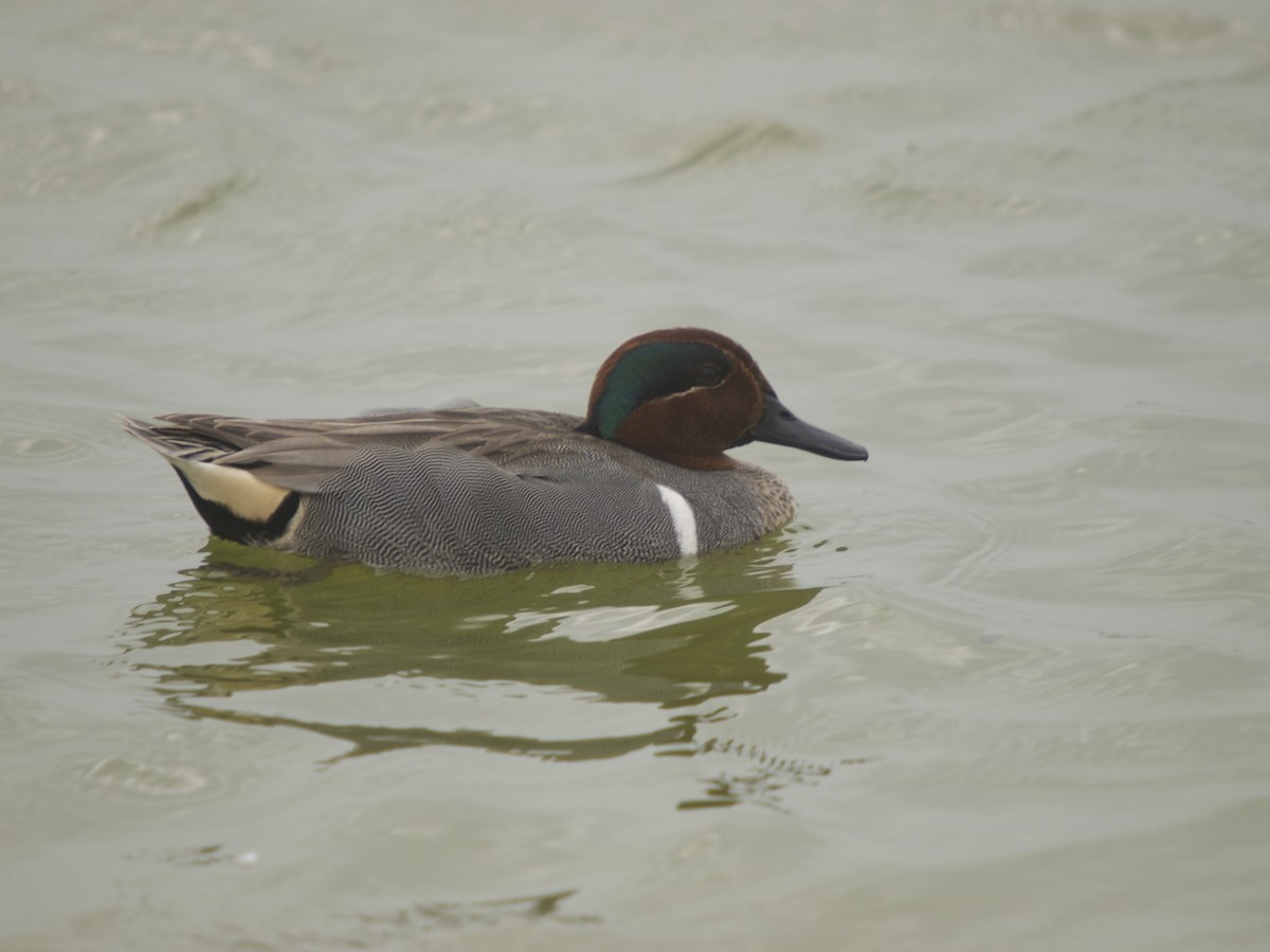 Green-winged Teal - ML131682661