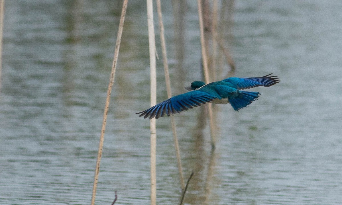 Collared Kingfisher (Oriental) - Paul Fenwick