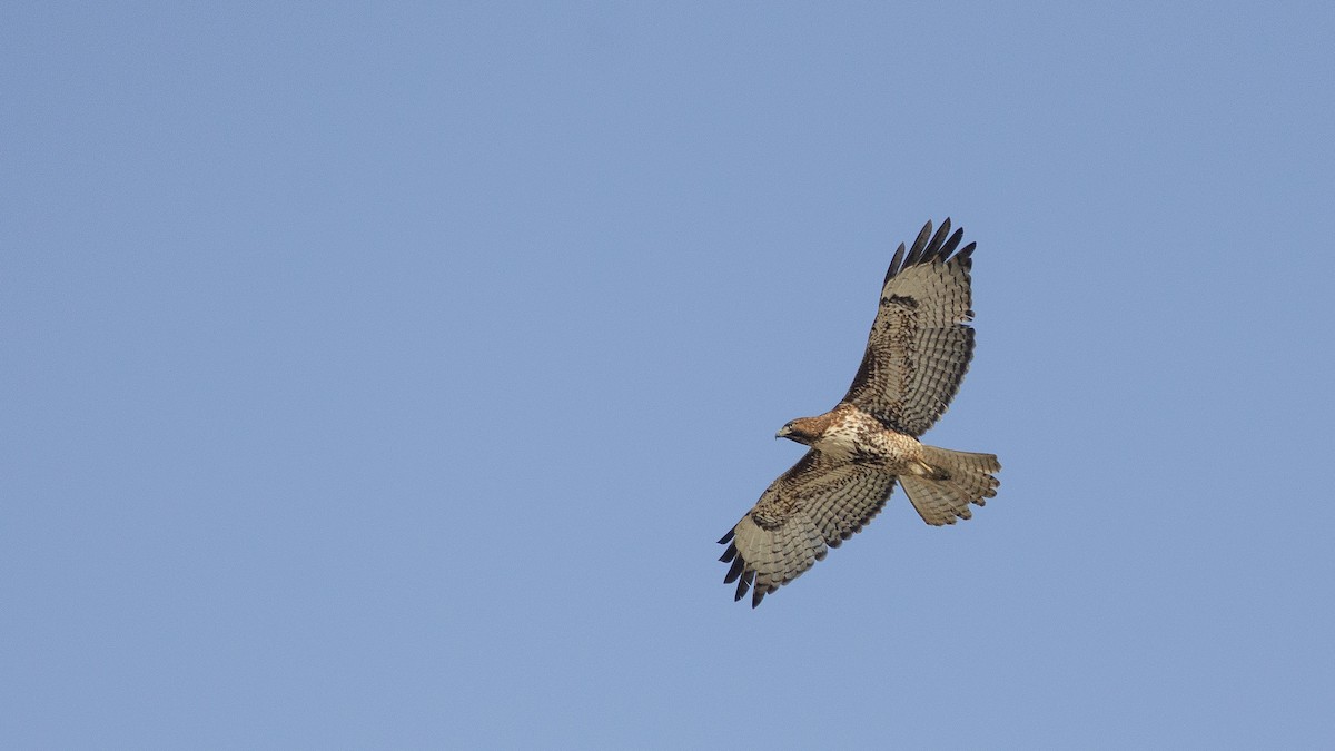 Red-tailed Hawk (calurus/alascensis) - Cayenne  Sweeney