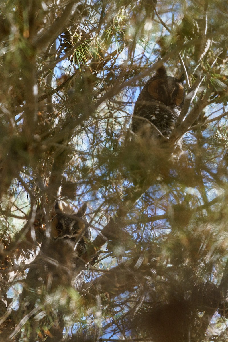 Long-eared Owl - ML131693391