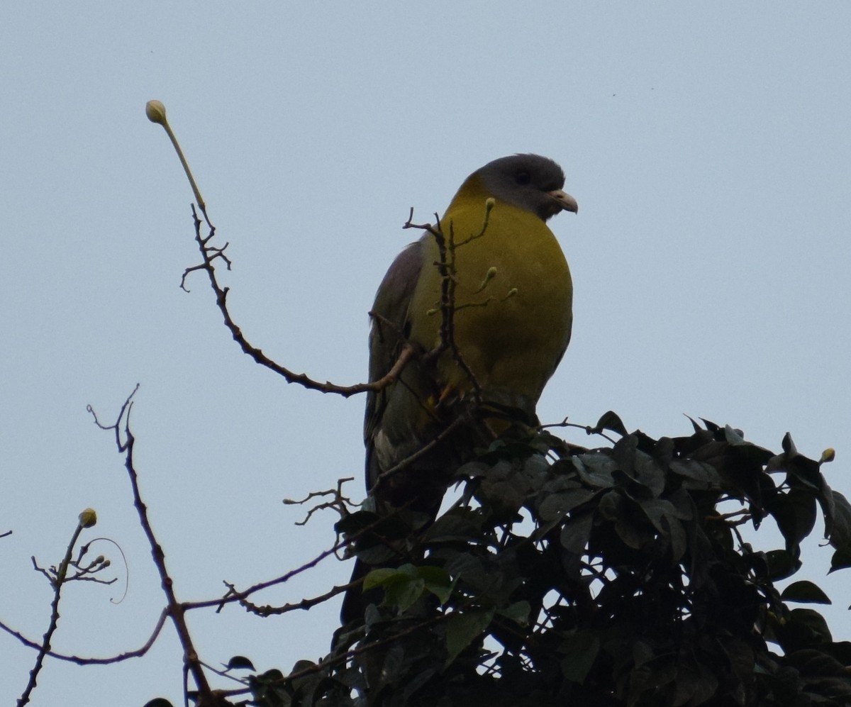 Yellow-footed Green-Pigeon - ML131694151