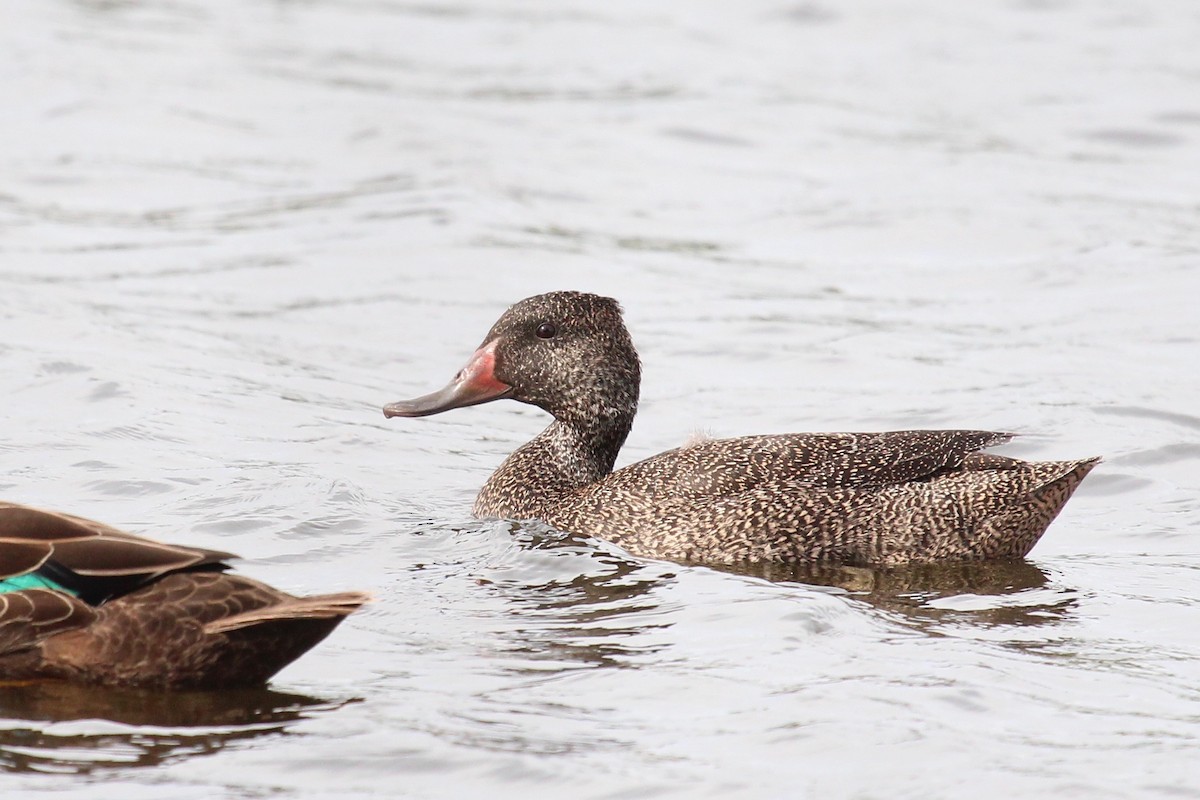 Freckled Duck - ML131702131