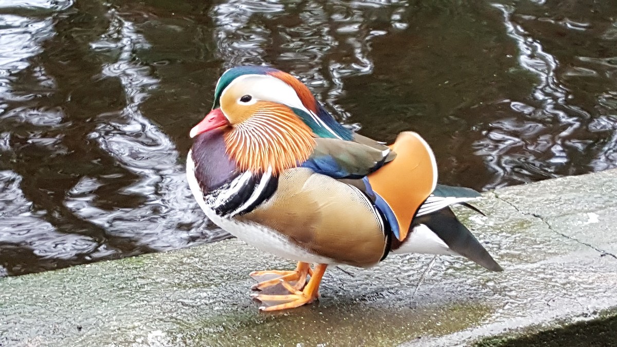 Mandarin Duck - ML131703291