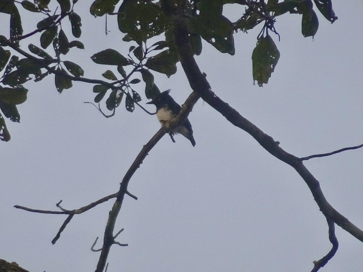 Black-and-white Shrike-flycatcher - Jenn Megyesi