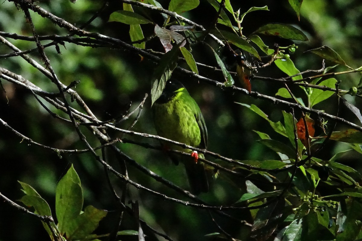 Green-and-black Fruiteater - ML131704241
