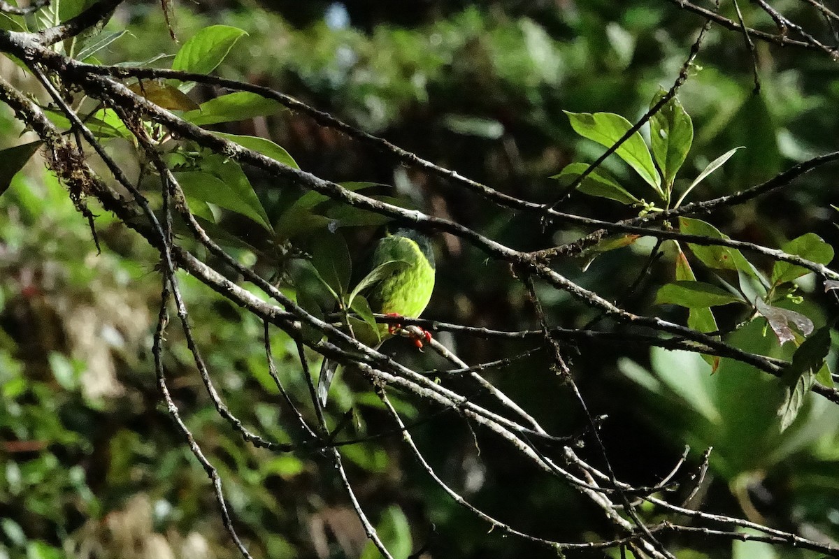 Green-and-black Fruiteater - ML131704251
