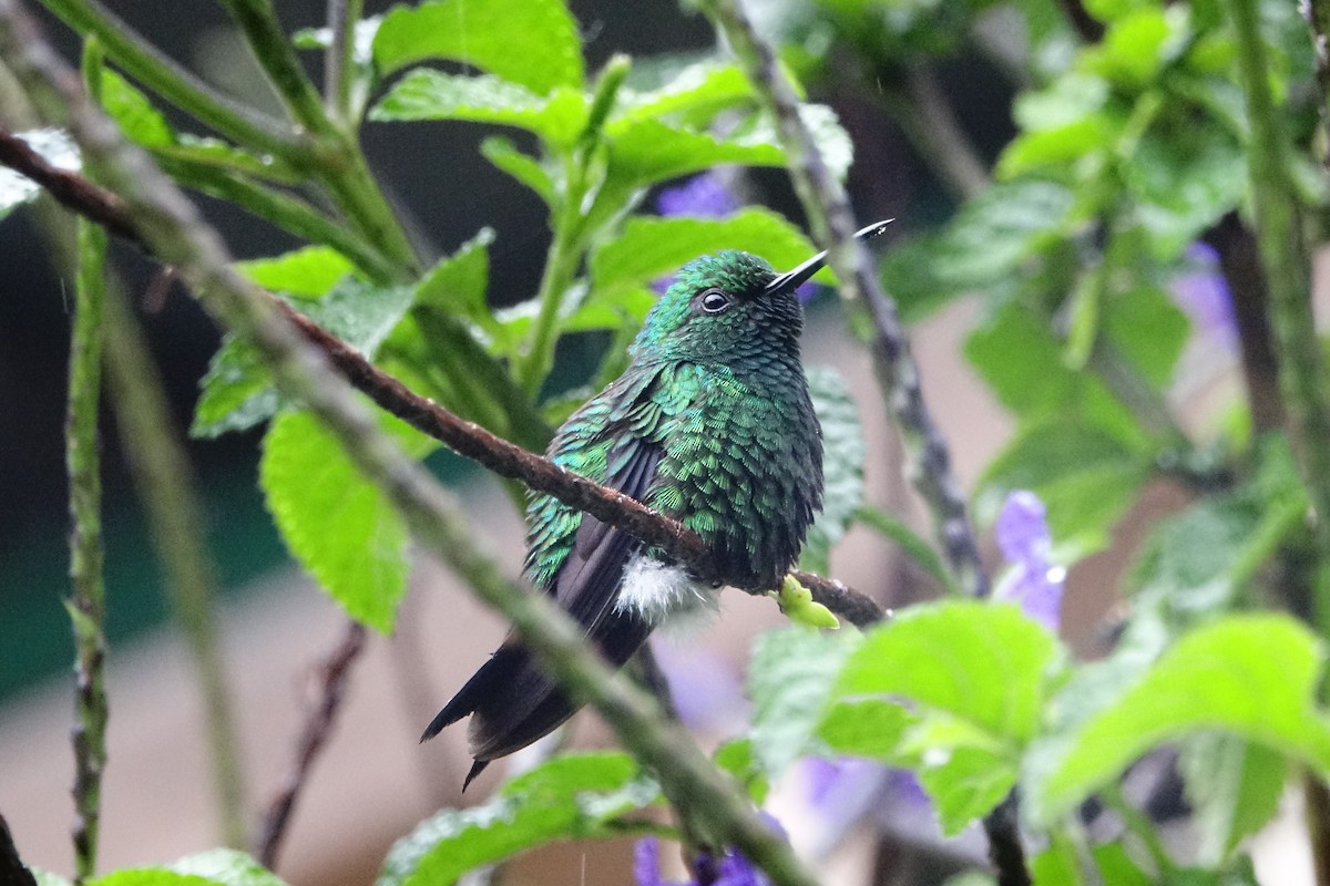 Steely-vented Hummingbird - Martin Brookes