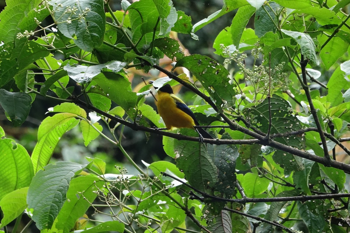 Black-chinned Mountain Tanager - ML131704411