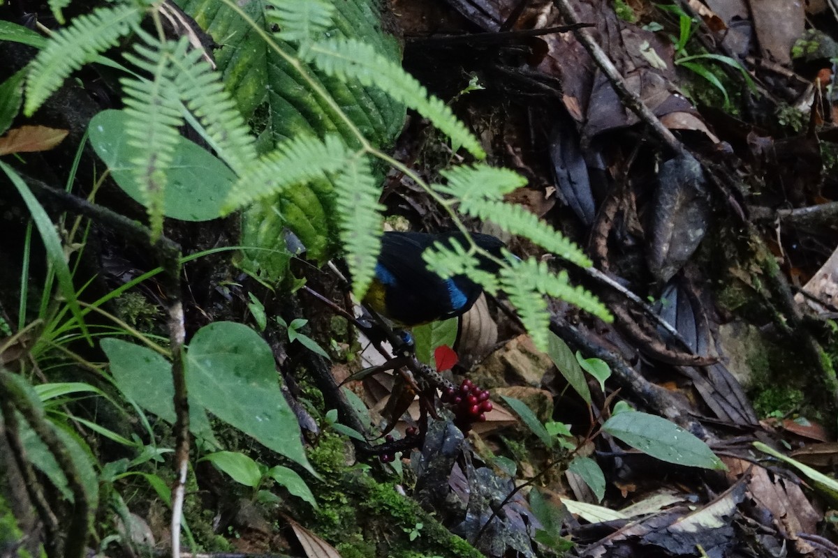 Black-and-gold Tanager - ML131704561
