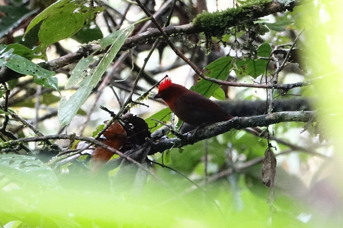 Crested Ant-Tanager - ML131704571