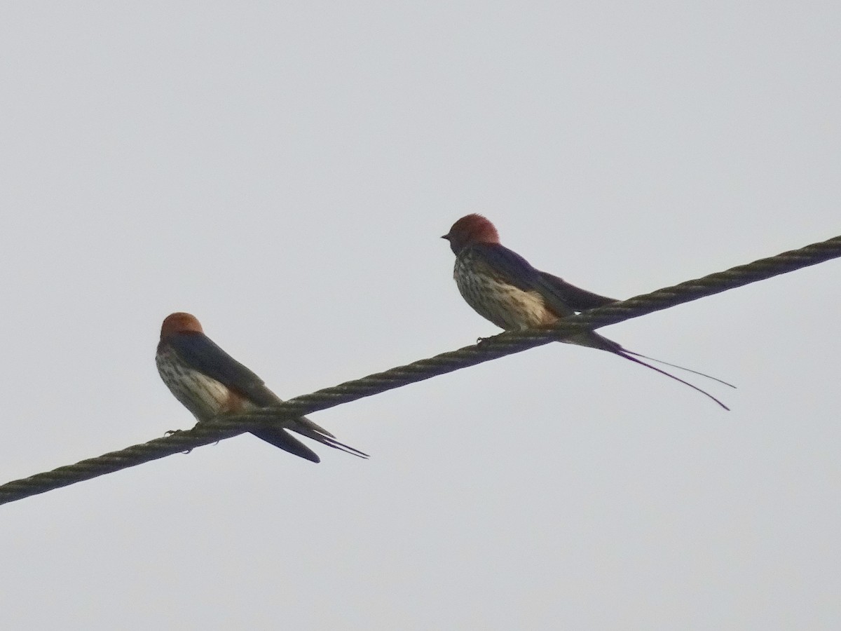 Lesser Striped Swallow - Jenn Megyesi