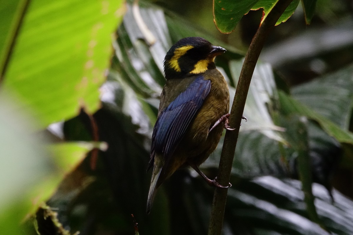 Gold-ringed Tanager - ML131704851