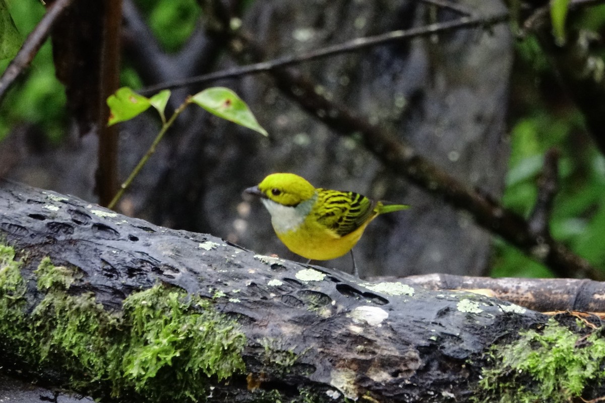 Silver-throated Tanager - ML131705141
