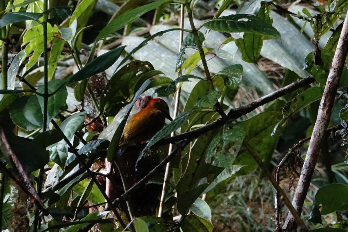 Golden-olive Woodpecker - ML131705601