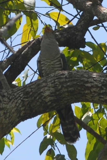 Madagascar Cuckoo - Cathy Pasterczyk