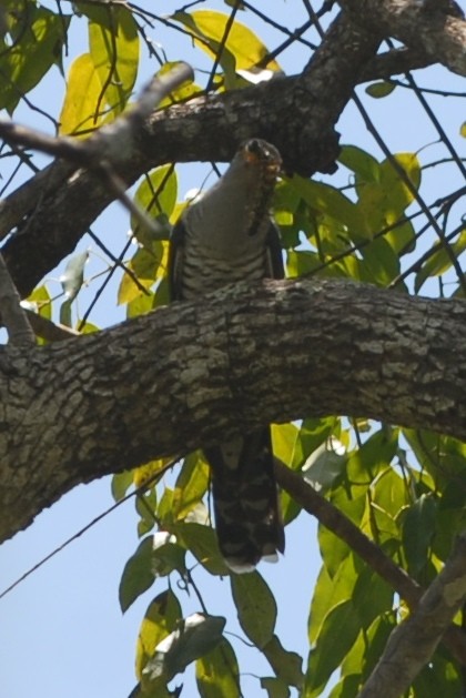 Madagascar Cuckoo - ML131705921