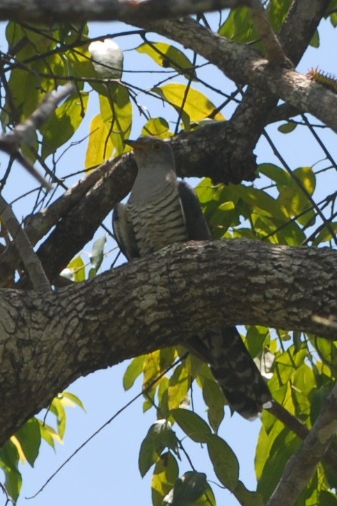Madagascar Cuckoo - ML131705931