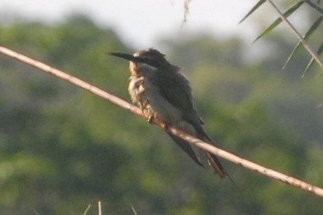 Madagascar Bee-eater - ML131707911
