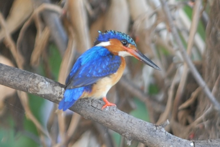 Malagasy Kingfisher - Cathy Pasterczyk