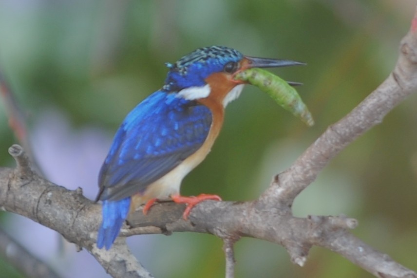 Malagasy Kingfisher - ML131708161
