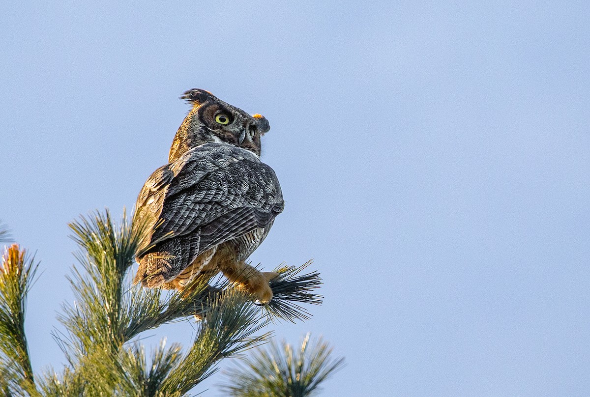 Great Horned Owl - Suzanne Labbé