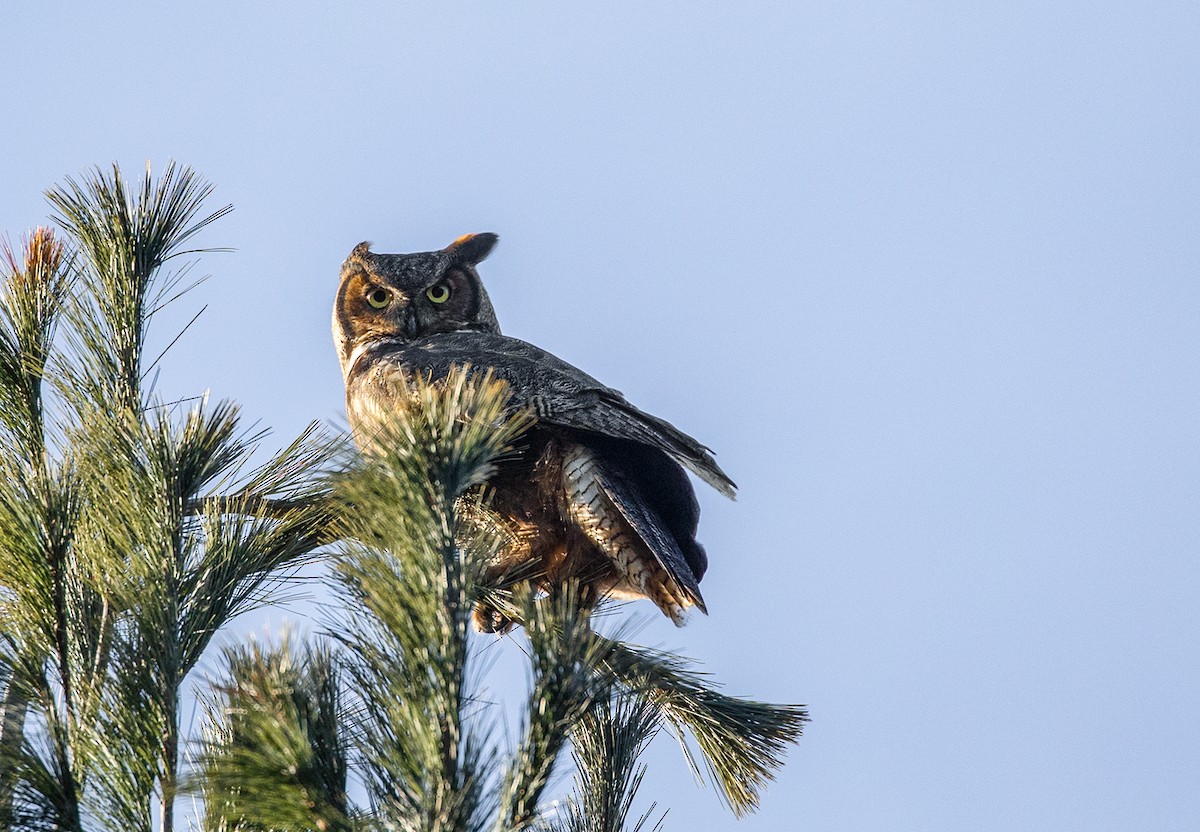 Great Horned Owl - ML131709251