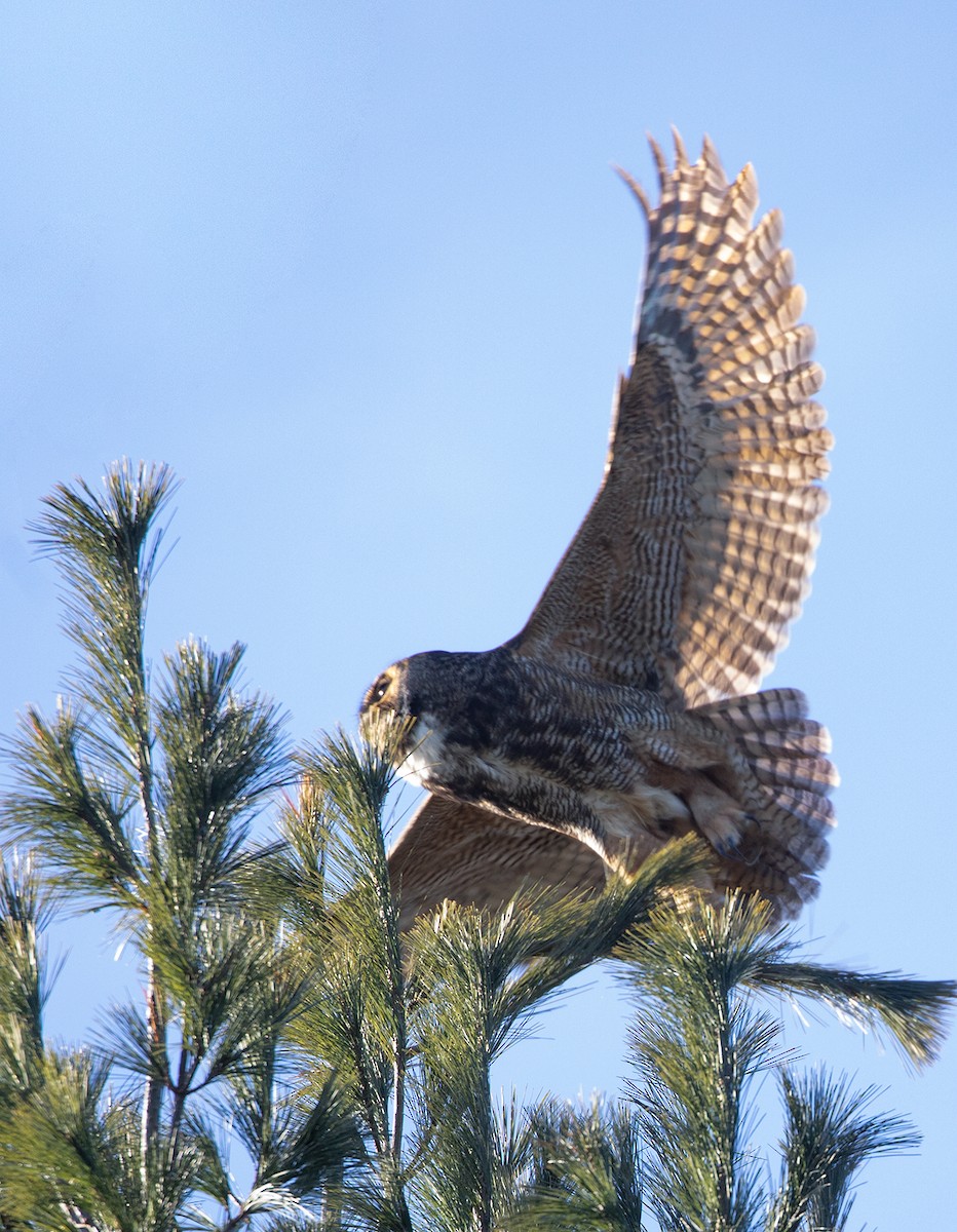 Great Horned Owl - ML131709261