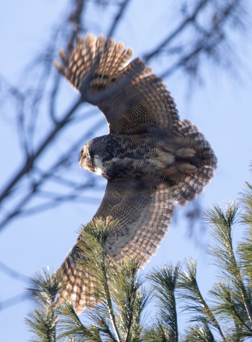 Great Horned Owl - ML131709271