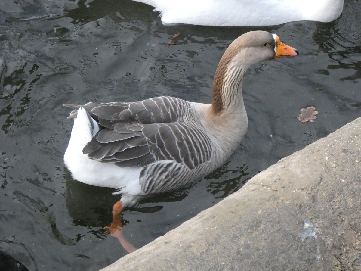 Graylag x Swan Goose (hybrid) - ML131709451