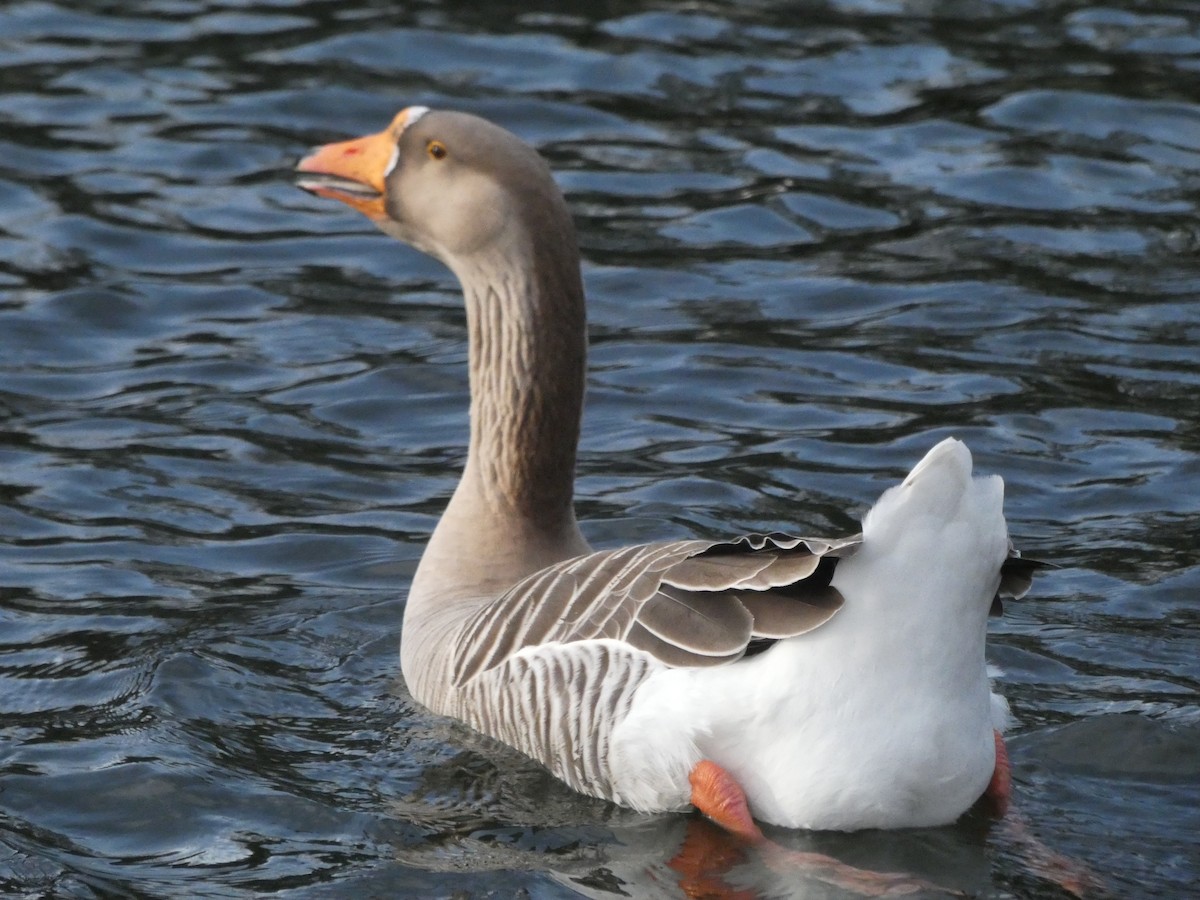 Graylag x Swan Goose (hybrid) - ML131709461