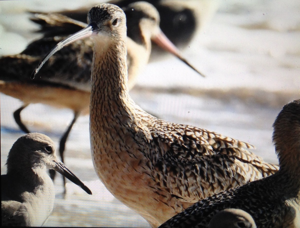 Long-billed Curlew - ML131709661