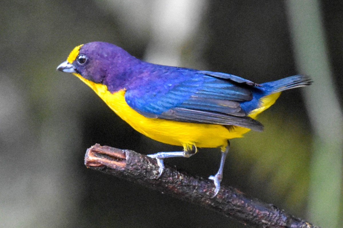 Violaceous Euphonia - Ted Kavanagh