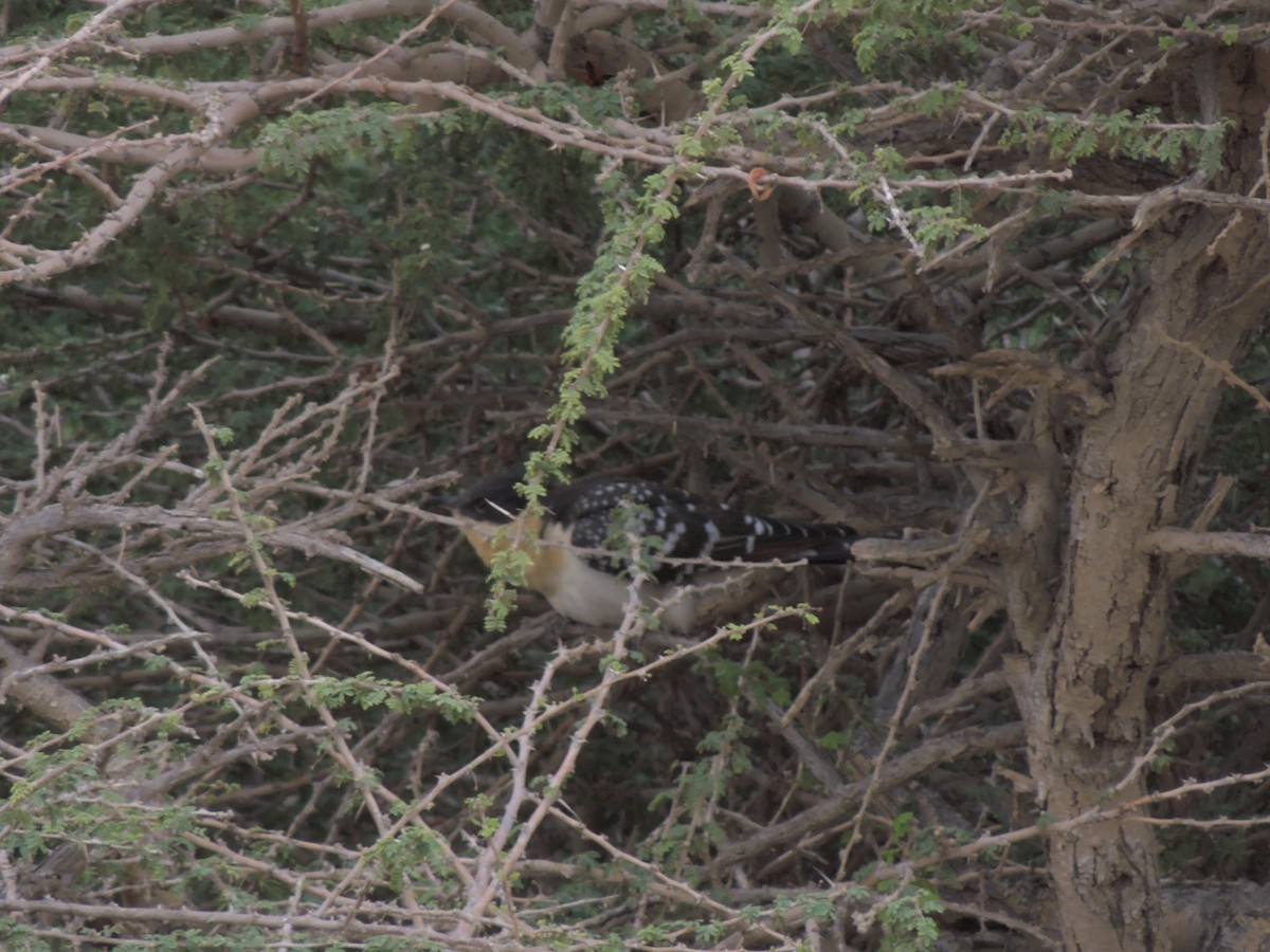 Great Spotted Cuckoo - ML131710281