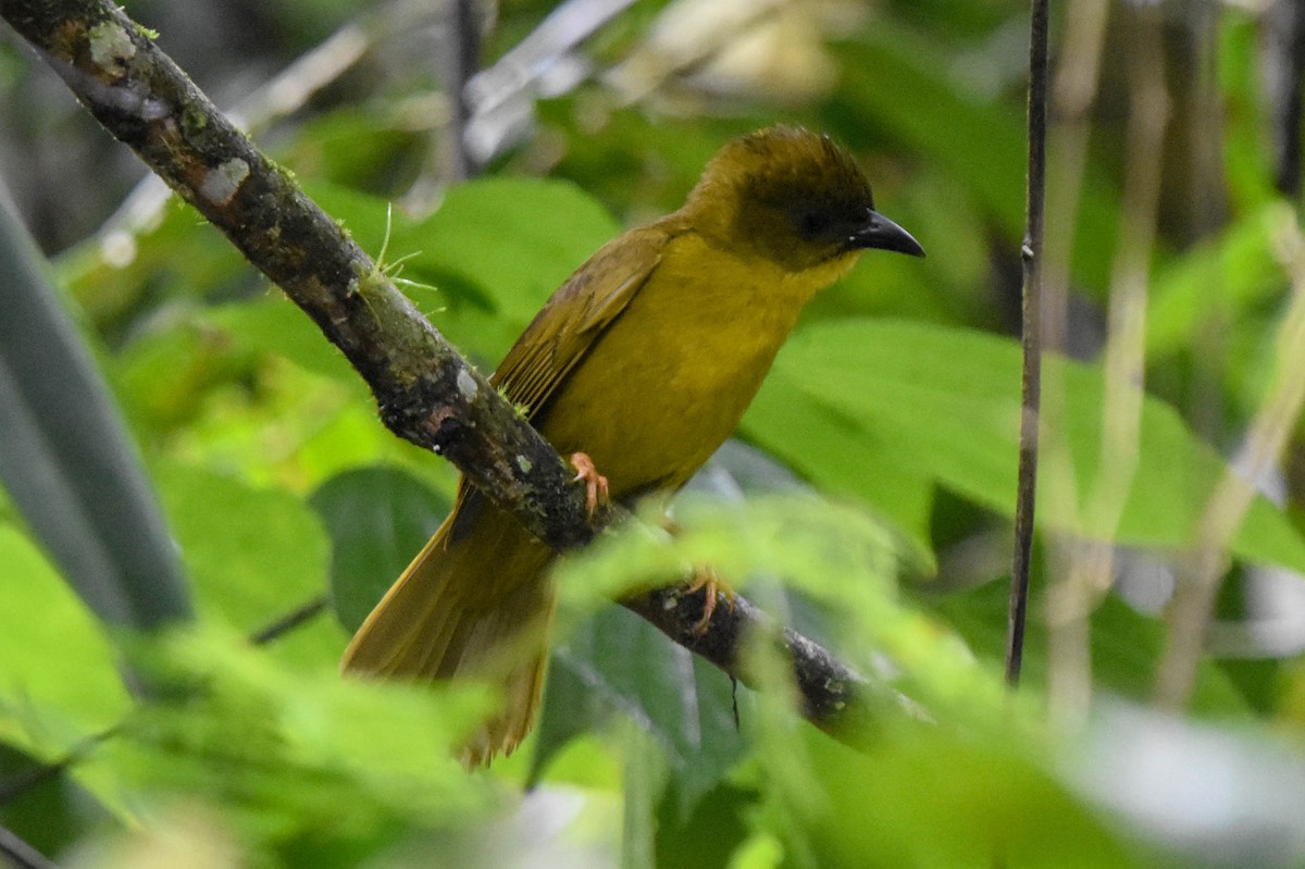 Olive-green Tanager - Ted Kavanagh