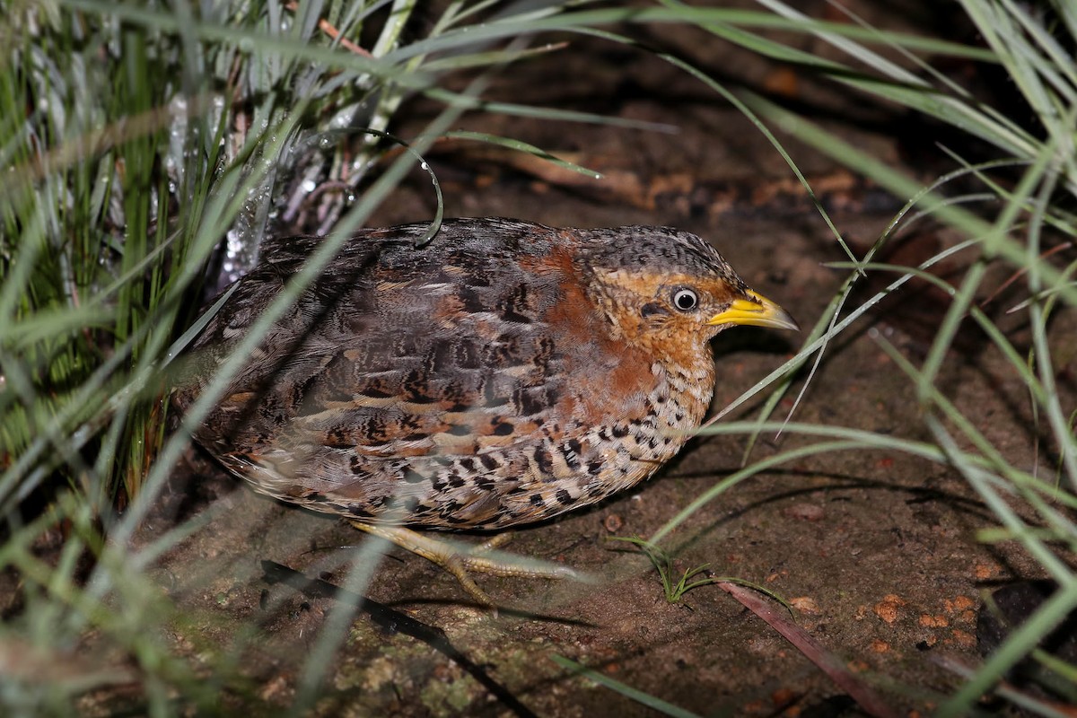 Red-backed Buttonquail - ML131711241