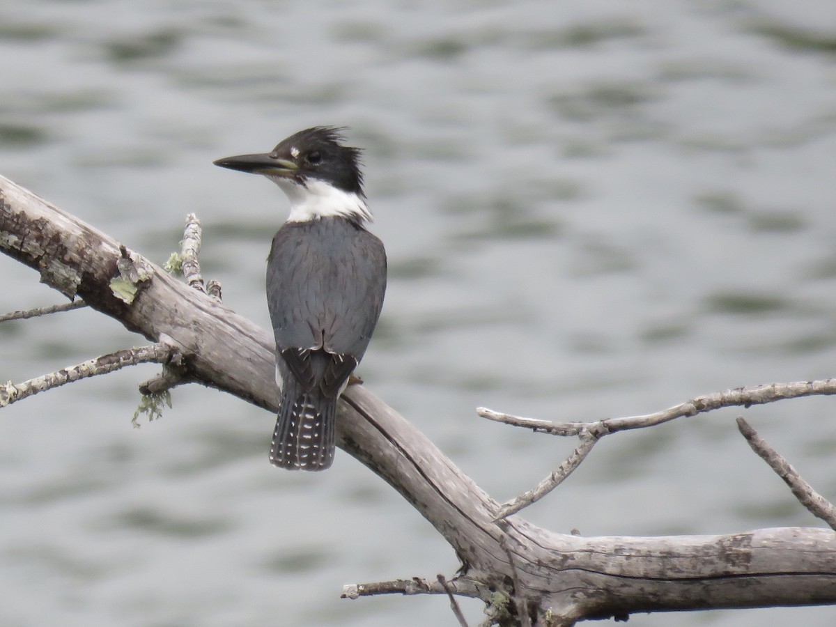 Belted Kingfisher - ML131712951